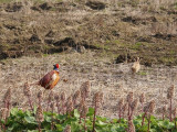 2011-04-20 Common Pheasant - Phasianus colchicus