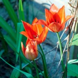 2011-04-27 Tulips