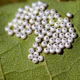 2011-06-07 Small eggs on a leaf