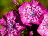 2011-06-09 Purple flower
