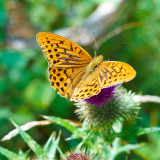 2011-07-29 Silver-Washed Fritillary