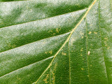 2011-08-02 Leaf