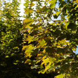 2011-09-17 Leaves