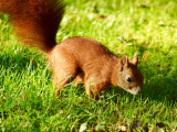 2011-09-19 Red squirrel