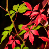 2011-10-02 Red and green