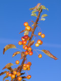 2011-10-10 Berries