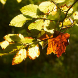 2011-10-18 Autumn