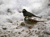 White-throated Sparrow, Slate Colored Junco