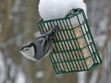 White-breasted Nuthatch