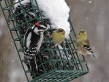 Downy Woodpecker, American Goldfinches