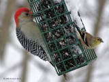 Male Red-bellied Woodpecker, American Goldfinch