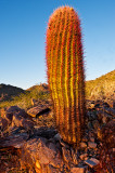 Sunset and Cactus - McDowell Mountain Park