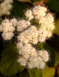 Sunrise Flowers