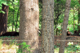 2011 - Black bear sow and her cubs in a residential neighborhood not far from the Broadmoor Hotel Golf Course