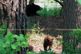 2011 - Black bear sow and her cub in a residential neighborhood not far from the Broadmoor Hotel Golf Course