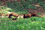 2011 - Black bear cubs in a residential neighborhood not far from the Broadmoor Hotel Golf Course