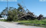 Massive old ficus tree overturned at Opa-locka Airport stock photo #7095