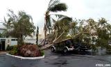 Black Olive tree tipped over by Hurricane Wilma onto Jeff Kokdemirs vehicles in Miami Lakes photo #7023