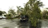 Black Olive tree tipped over by Hurricane Wilma onto Jeff Kokdemirs vehicles in Miami Lakes photo #7024