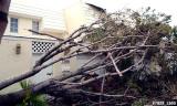 Large Mahogany tree broken by Hurricane Wilma photo #7028