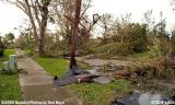 Tree damage on Big Cypress Drive in Miami Lakes after Hurricane Wilma photo #7029