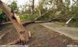 Large Poinciana tree destroyed by Hurricane Wilma photo #7032