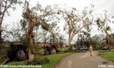 Overturned and wind ravaged trees on Big Cypress Drive in Miami Lakes photo #7036