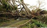 Massive Ficus tree in park overturned by Hurricane Wilma photo #7054