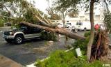 Neighbors pitching in to remove overturned Black Olive tree from Jeff Kokdemirs vehicles photo #7061