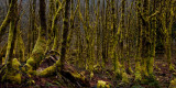 Elfin Forest Above Baker River Trail <br> (BkrRivSulphideCr042511-79.jpg)*