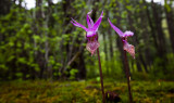 Calypso Orchids <br> (IMG-052811-56-2.jpg)