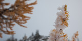 Rimed Larch At Slate Pass <br> (SlatePass102411-048-3.jpg)