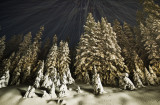 North Cascades Highway: <br> Trees Lit By Snowplow Lights <br>(SR20_111411-105-3.jpg)*