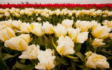 Tulips_041712_119-3.jpg