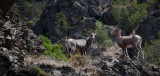 California Mountain Sheep <br> (BTcd2_071812-44-6.jpg)