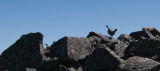 FPA:  Detail, Middle Tiffany Mountain East Summit, First Ptarmigan Ascent <br> Tiffany_081512-476-2.jpg