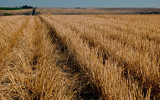 Harvested Wheat Field (SE_WA_082812_0121-15.jpg)