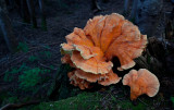 Chicken Of The Woods? <br> (Loomis_090512-134-5.jpg)