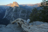 Old tree and Half Dome