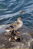 Ducks along the pier, with one overachiever in the water