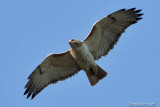 Red-tailed Hawk