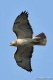 Red-tailed Hawk