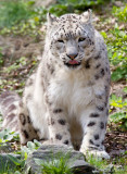 Snow Leopard