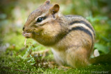 Chipmunk