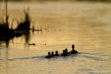 Back lit Ducks