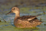 Mottled Duck - 3