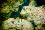 Cancun Underwater