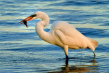 Great White Egret With Fish