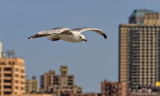 March 2012 Gull Picture