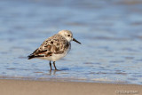 Least Sandpiper